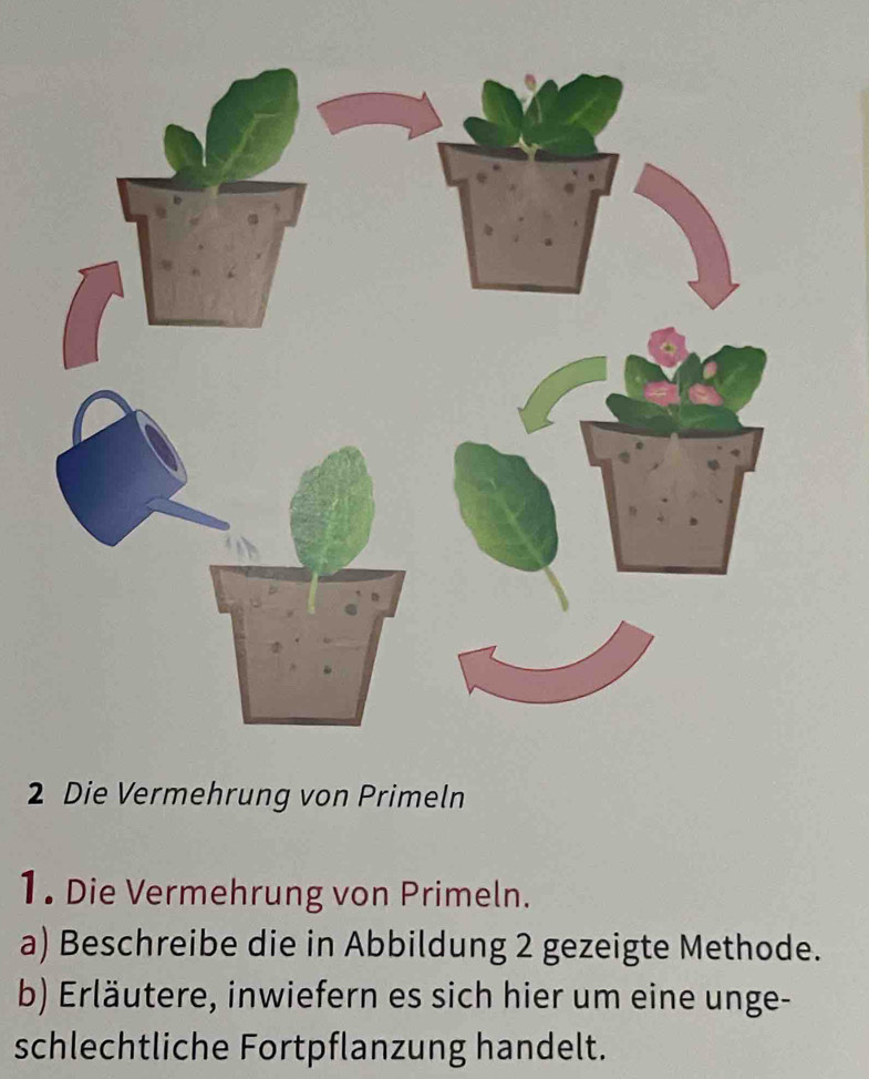 Die Vermehrung von Primeln 
1. Die Vermehrung von Primeln. 
a) Beschreibe die in Abbildung 2 gezeigte Methode. 
b) Erläutere, inwiefern es sich hier um eine unge- 
schlechtliche Fortpflanzung handelt.