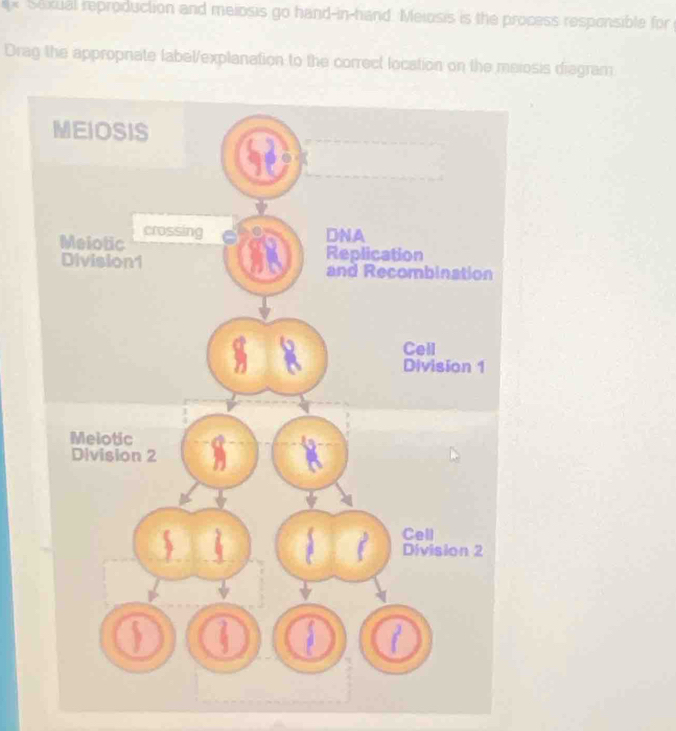 × Sexual reproduction and meiosis go hand-in-hand. Meiosis is the process responsible for 
Drag the appropnate label/explanation to the correct location on the meiosis diegram