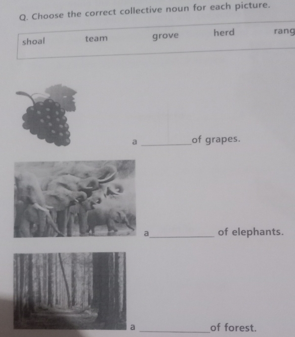 se the correct collective noun for each picture. 
g 
_a 
of grapes. 
a_ of elephants. 
_of forest.