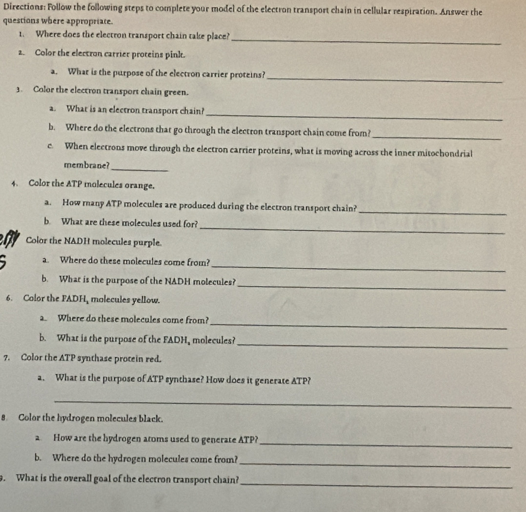 Directions: Follow the following steps to complete your model of the electron transport chain in cellular respiration. Answer the 
questions where appropriate. 
1. Where does the electron transport chain take place? 
_ 
2. Color the electron carrier proteins pinkt. 
a. What is the purpose of the electron carrier proteins?_ 
3. Color the electron transport chain green. 
a. What is an electron transport chain?_ 
b. Where do the electrons that go through the electron transport chain come from?_ 
c When electrons move through the electron carrier proteins, what is moving across the inner mitochondrial 
_ 
membrane? 
4. Color the ATP molecules orange. 
a. How many ATP molecules are produced during the electron transport chain?_ 
_ 
b What are these molecules used for? 
Color the NADH molecules purple. 
_ 
a. Where do these molecules come from? 
_ 
b. What is the purpose of the NADH molecules? 
6. Color the FADH, molecules yellow. 
_ 
Where do these molecules come from? 
_ 
b. What is the purpose of the FADH, molecules? 
7. Color the ATP synthase protein red. 
a. What is the purpose of ATP synthase? How does it generate ATP? 
_ 
8 Color the hydrogen molecules black. 
a How are the hydrogen atoms used to generate ATP?_ 
b. Where do the hydrogen molecules come from?_ 
9. What is the overall goal of the electron transport chain?_