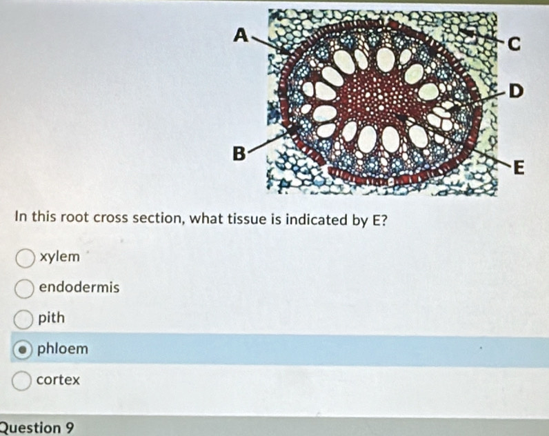 In this root cross section, wh
xylem
endodermis
pith
phloem
cortex
Question 9