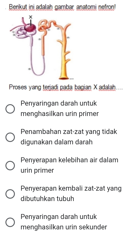 Berikut ini adalah gambar anatomi nefron!
Proses yang terjadi pada bagian X adalah....
Penyaringan darah untuk
menghasilkan urin primer
Penambahan zat-zat yang tidak
digunakan dalam darah
Penyerapan kelebihan air dalam
urin primer
Penyerapan kembali zat-zat yang
dibutuhkan tubuh
Penyaringan darah untuk
menghasilkan urin sekunder