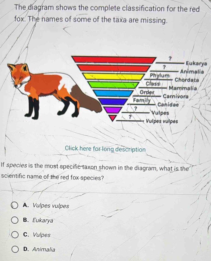 Solved: The diagram shows the complete classification for the red fox ...