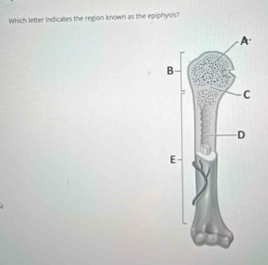 Which letter indicates the region known as the epiphysis?