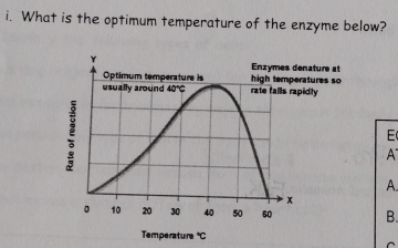 What is the optimum temperature of the enzyme below?
E
A
A.
B.