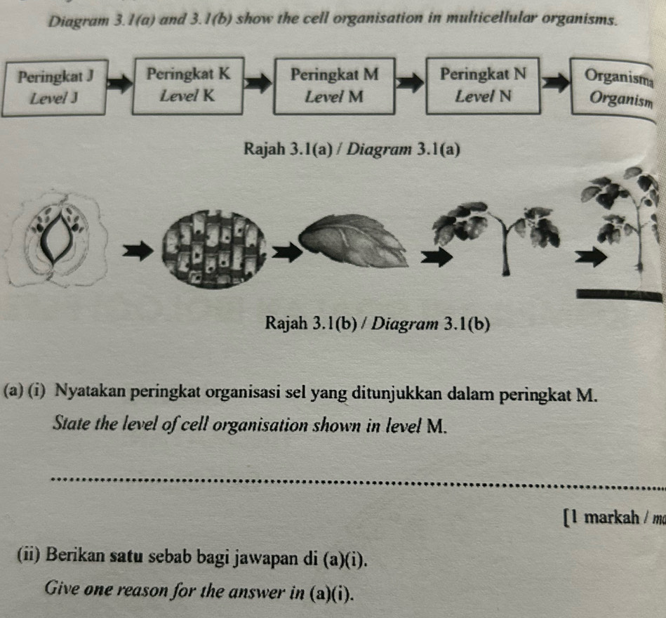 Diagram 3. l(a) and 3.1(b) show the cell organisation in multicellular organisms. 
Peringkat J Peringkat K Peringkat M Peringkat N Organisma 
Level J Level K Level M Level N
Organism 
Rajah 3.1(a) / Diagram 3.1(a) 
(a) (i) Nyatakan peringkat organisasi sel yang ditunjukkan dalam peringkat M. 
State the level of cell organisation shown in level M. 
_ 
[1 markah / mo 
(ii) Berikan satu sebab bagi jawapan di (a)(i). 
Give one reason for the answer in (a)(i).