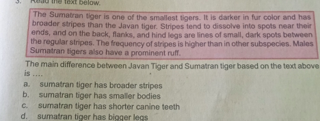 Read the text below.
The Sumatran tiger is one of the smallest tigers. It is darker in fur color and has
broader stripes than the Javan tiger. Stripes tend to dissolve into spots near their
ends, and on the back, flanks, and hind legs are lines of small, dark spots between
the regular stripes. The frequency of stripes is higher than in other subspecies. Males
Sumatran tigers also have a prominent ruff.
The main difference between Javan Tiger and Sumatran tiger based on the text above
is ....
a. sumatran tiger has broader stripes
b. sumatran tiger has smaller bodies
c. sumatran tiger has shorter canine teeth
d. sumatran tiger has bigger legs