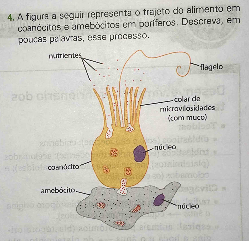 A figura a seguir representa o trajeto do alimento em 
coanócitos e amebócitos em poríferos. Descreva, em 
poucas palavras, esse processo.