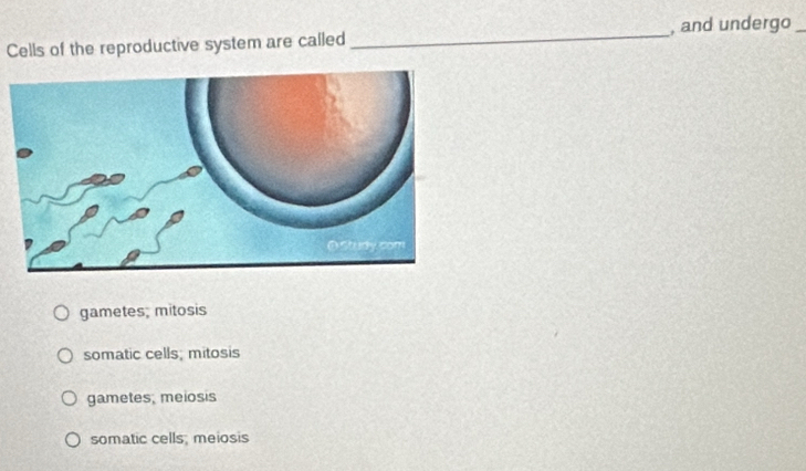 Cells of the reproductive system are called _, and undergo
gametes; mitosis
somatic cells; mitosis
gametes; meiosis
somatic cells, meiosis