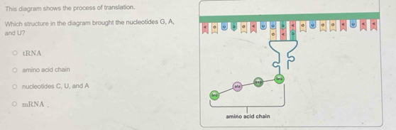 This diagram shows the process of translation.
Which structure in the diagram brought the nucleotides G, A,
and U?
tRNA
amino acid chain
nucleotides C, U, and A
mRNA ,