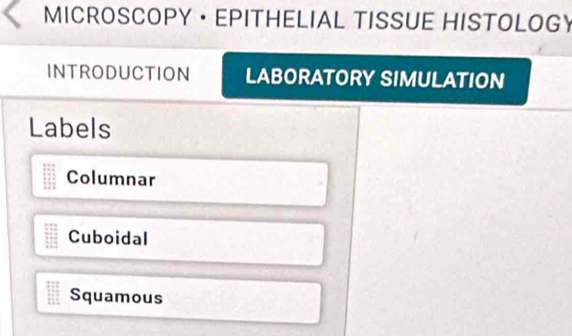 MICROSCOPY · EPITHELIAL TISSUE HISTOLOGY
INTRODUCTION LABORATORY SIMULATION
Labels
Columnar
Cuboidal
Squamous