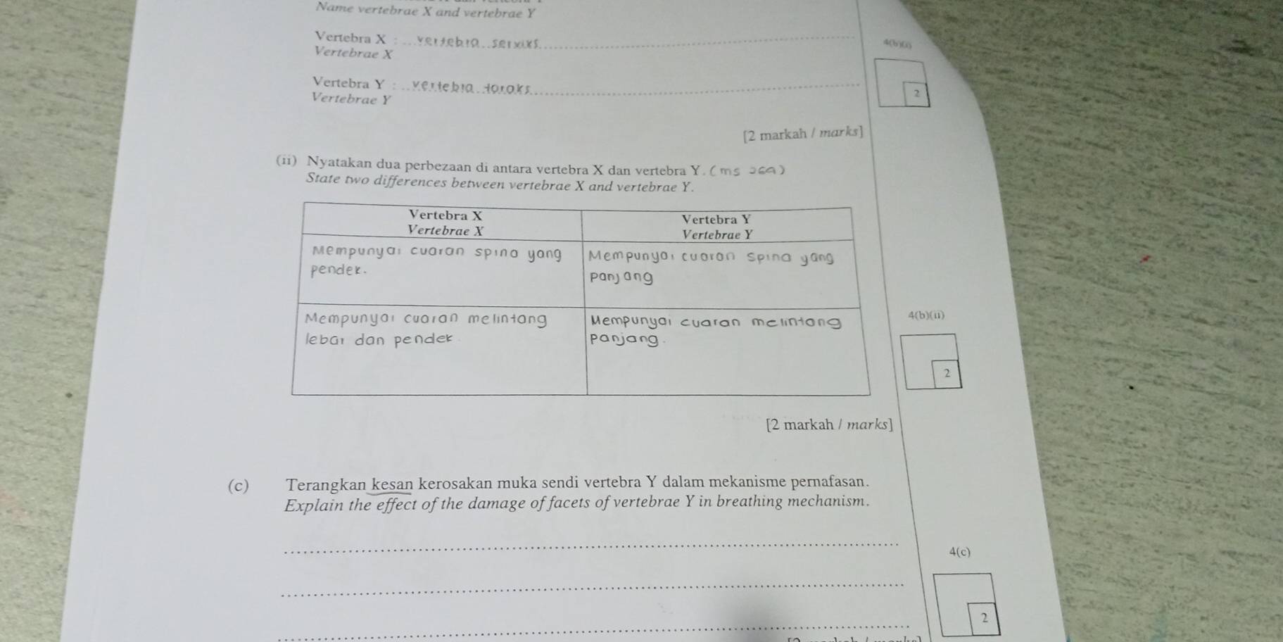 Name vertebrae X and vertebrae Y
Vertebra X : ver tebra ser xixs._ 
4(b)(i) 
Vertebrae X
Vertebra Y : Kertebia .Horoks_ 
Vertebrae Y
2 
[2 markah / marks] 
(ii) Nyatakan dua perbezaan di antara vertebra X dan vertebra Y. (ms३6) 
State two differences between vertebrae X and vertebrae Y. 
(b)(ii) 
2 
[2 markah / marks] 
(c) Terangkan kesan kerosakan muka sendi vertebra Y dalam mekanisme pernafasan. 
Explain the effect of the damage of facets of vertebrae Y in breathing mechanism. 
_ 
4(c) 
_ 
_ 
2
