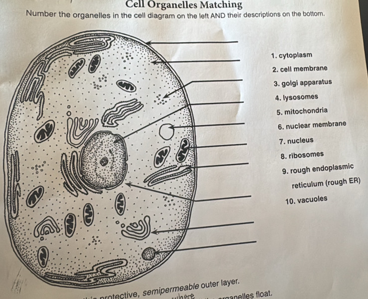 Cell Organelles Matching
Number the organelles in the cell diagram on the left AND their descriptions on the bottom.
ytoplasm
ell membrane
golgi apparatus
lysosomes
mitochondria
nuclear membrane
. nucleus
. ribosomes
. rough endoplasmic
reticulum (rough ER)
10. vacuoles
protective, semipermeable outer layer.
here anelles float.