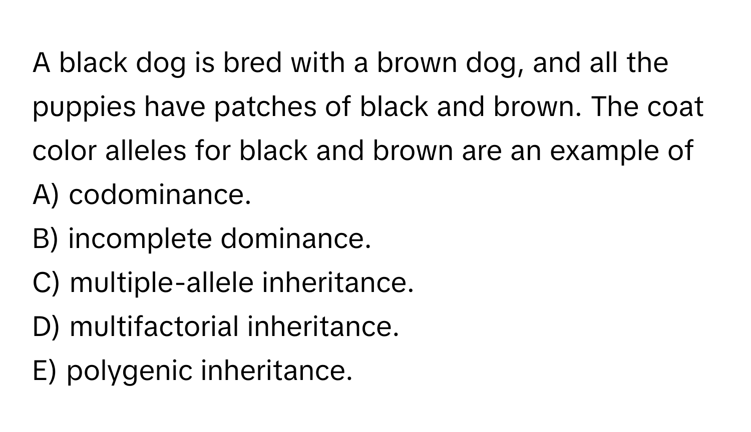 A black dog is bred with a brown dog, and all the puppies have patches of black and brown. The coat color alleles for black and brown are an example of 
A) codominance.
B) incomplete dominance.
C) multiple-allele inheritance.
D) multifactorial inheritance.
E) polygenic inheritance.