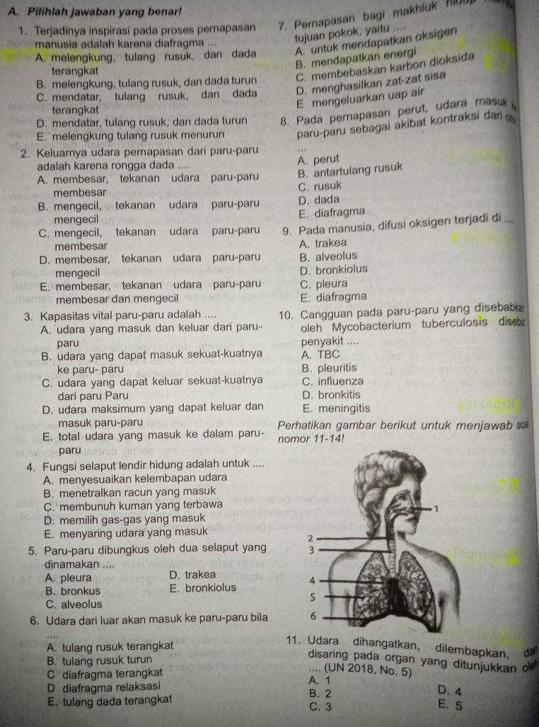 Pilihlah jawaban yang benar!
1. Terjadinya inspirasi pada proses pernapasan 7. Pernapasan bagi makhluk Hl0up
manusia adalah karena diafragma ...
tujuan pokok, yaitu ....
A. melengkung, tulang rusuk, dan dada A. untuk mendapatkan oksigen
B. mendapatkan energi
terangkat
B. melengkung, tulang rusuk, dan dada turun C. membebaskan karbon dioksida
C. mendatar, tulang rusuk, dan dada D. menghasilkan zat-zat sisa
terangkat
E mengeluarkan uap air
D. mendatar, tulang rusuk, dan dada turun 8. Pada pernapasan perut, udara masuk
E. melengkung tulang rusuk menurun
paru-paru sebagai akibat kontraksi dar  
2. Keluarnya udara pernapasan dari paru-paru
adalah karena rongga dada .... A. perut
A. membesar, tekanan udara paru-paru B. antartulang rusuk
membesar
C. rusuk
B. mengecil, tekanan udara paru-paru D. dada
mengecil E. diafragma
C. mengecil, tekanan udara paru-paru 9. Pada manusia, difusi oksigen terjadi di ....
membesar
D. membesar, tekanan udara paru-paru A. trakea B. alveolus
mengecil D. bronkiolus
E. membesar, tekanan udara paru-paru C. pleura
membesar dan mengecil E. diafragma
3. Kapasitas vital paru-paru adalah .... 10. Cangguan pada paru-paru yang diseba
A. udara yang masuk dan keluar dari paru- oleh Mycobacterium tuberculosis dise.
paru penyakit ....
B. udara yang dapat masuk sekuat-kuatnya A. TBC
ke paru- paru B. pleuritis
C. udara yang dapat keluar sekuat-kuatnya C. influenza
dari paru Paru D. bronkitis
D. udara maksimum yang dapat keluar dan E. meningitis
masuk paru-paru Perhatikan gambar berikut untuk menjawab s
E. total udara yang masuk ke dalam paru- nomor 11-14!
paru
4. Fungsi selaput lendir hidung adalah untuk ....
A. menyesuaikan kelembapan udara
B. menetralkan racun yang masuk
C. membunuh kuman yang terbawa
D. memilih gas-gas yang masuk
E. menyaring udara yang masuk
5. Paru-paru dibungkus oleh dua selaput yang 
dinamakan ....
A. pleura D. trakea
B. bronkus E. bronkiolus 
C. alveolus
6. Udara dari luar akan masuk ke paru-paru bila 
A. tulang rusuk terangkat
11. Udara dihangatkan, dilembapkan, d
B. tulang rusuk turun
disaring pada organ yang ditunjukkan l 
.... (UN 2018, No. 5)
C diafragma terangkat A. 1 D. 4
D diafragma relaksasi B. 2 E. 5
E. tulang dada terangkat C. 3