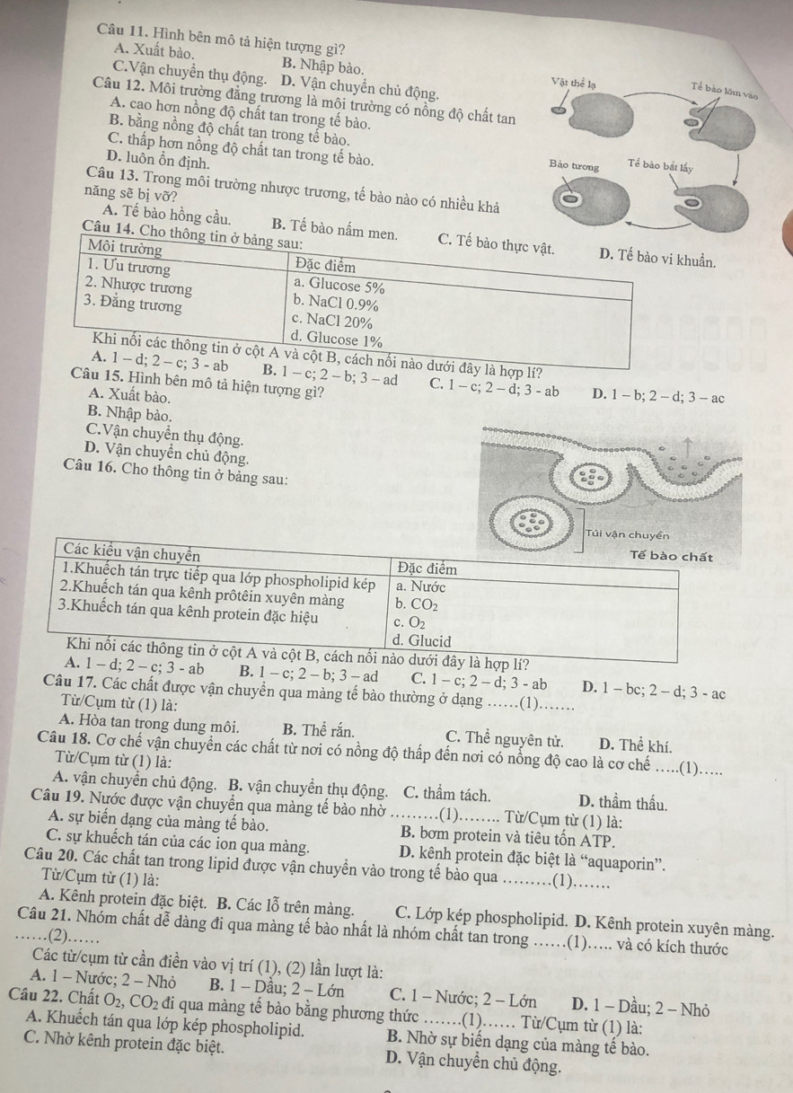 Hình bên mô tả hiện tượng gì?
A. Xuất bào. B. Nhập bào.
C.Vận chuyển thụ động. D. Vận chuyển chủ động.
Câu 12. Môi trường đẳng trương là môi trường có nồng độ chất tan
B. bằng nồng độ chất tan trong tế bào.
A. cao hơn nồng độ chất tan trong tế bào.
C. thấp hơn nồng độ chất tan trong tế bào.
D. luôn ổn định.
Câu 13. Trong môi trường nhược trương, tế bào nào có nhiều khả
năng sẽ bị vỡ?
A. Tế bào hồng cầu. B. Tế bào nấm men. C. Tế bào thực vật. D. Tế bào vi khuẩn.
Câu 14. Cho thông tin ở bảng sau:
Môi trường
Đặc điểm
1. Ưu trương a. Glucose 5%
2. Nhược trương b. NaCl 0.9%
3. Đẳng trương c. NaCl 20%
d. Glucose 1%
Khi nối các thông tin ở cột A và cột B, cách nối nào dưới đây là hợp lí?
A. 1 - d; 2 - c; 3 - ab B. 1 - c; 2-b· 3- ad C. 1 - c; 2 - d; 3 - ab
Câu 15. Hình bên mô tả hiện tượng gì? D. 1 - b; 2 - d; 3 - ac
A. Xuất bào.
B. Nhập bào.
C.Vận chuyển thụ động.
D. Vận chuyển chủ động.
Câu 16. Cho thông tin ở bảng sau:
Các kiểu vận chuyền 
Đặc điểm
1.Khuếch tán trực tiếp qua lớp phospholipid kép a. Nước
2.Khuếch tán qua kênh prôtêin xuyên màng b. CO_2
3.Khuếch tán qua kênh protein đặc hiệu c. O_2
d. Glucid
Khi nối các thông tin ở cột A và cột B, cách nối nào dưới đây là hợp lí?
A. 1-d;2-c;3-ab B. 1-c;2-b;3-ad C. 1-c;2-d;3- ab D. 1 - bc; 2 - d; 3 - ac
Câu 17. Các chất được vận chuyển qua màng tế bào thường ở dạng ...(1)......
Từ/Cụm từ (1) là:
A. Hòa tan trong dung môi. B. Thể rắn. C. Thể nguyên tử. D. Thể khí.
Câu 18. Cơ chế vận chuyển các chất từ nơi có nồng độ thấp đến nơi có nổng độ cao là cơ chế .....(1).....
Từ/Cụm từ (1) là:
A. vận chuyển chủ động. B. vận chuyển thụ động. C. thẩm tách. D. thầm thấu.
Câu 19. Nước được vận chuyển qua màng tế bào nhờ _.(1)…….. Từ/Cụm từ (1) là:
A. sự biến dạng của màng tế bào. B. bơm protein và tiêu tốn ATP.
C. sự khuếch tán của các ion qua màng. D. kênh protein đặc biệt là “aquaporin”.
Câu 20. Các chất tan trong lipid được vận chuyển vào trong tế bào qua _(1)……_
Từ/Cụm từ (1) là:
A. Kênh protein đặc biệt. B. Các lỗ trên màng. C. Lớp kép phospholipid. D. Kênh protein xuyên màng.
Câu 21. Nhóm chất dễ dàng đi qua màng tế bào nhất là nhóm chất tan trong ...... .(1)..... và có kích thước
.(2)……
Các từ/cụm từ cần điền vào vị trí (1), (2) lần lượt là:
A. 1 - Nước; 2 - Nhỏ B. 1 - Dầu; 2 - Lớn C. 1 - Nước; 2 - Lớn D. 1 - Dầu; 2 - Nhỏ
Câu 22. Chất O₂, CO_2 đi qua màng tế bào bằng phương thức _.(1)…… Từ/Cụm từ (1) là:
A. Khuếch tán qua lớp kép phospholipid. B. Nhờ sự biến dạng của màng tế bào.
C. Nhờ kênh protein đặc biệt. D. Vận chuyền chủ động.
