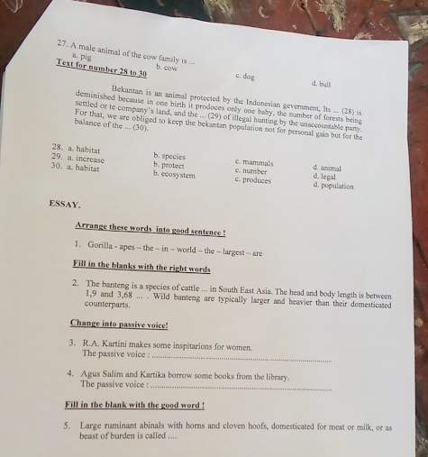 A male animal of the cow family is ...
a pig
Text for number 28 to 30 b. cow c. dog d. bull
Bekantan is an animal protected by the Indonesian gevernment, Its ... (28) is
deminished because in one birth it prodoces only one baby, the number of forests being
settled or to company’s land, and the ... (29) of illegal hunting by the unaccountable pany.
balance of the ... (30). For that, we are obliged to keep the bekantan population not for personal gain but for the
28. a. habitat
29. a. increase b. species
c. mammals e. number
30. a. habitat b. protect d animal
b. ecosystem d. legal
e. produces d. population
ESSAY.
Arrange these words into good sentence !
1. Gorilla - apes - the - in - world - the - largest - are
Fill in the blanks with the right words
2. The banteng is a species of cattle ... in South East Asia. The head and body length is between
1,9 and 3, 68... . Wild banteng are typically larger and heavier than their domesticated
counterparts.
Change into passive voice!
3. R.A. Kartini makes some inspitarions for women.
The passive voice :_
4. Agus Salim and Kartika borrow some books from the library.
The passive voice :_
Fill in the blank with the good word !
5. Large ruminant abinals with horns and cloven hoofs, domesticated for meat or milk, or as
beast of burden is called ....