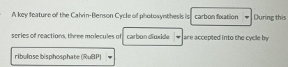 A key feature of the Calvin-Benson Cycle of photosynthesis is carbon fixation During this 
series of reactions, three molecules of carbon dioxide are accepted into the cycle by 
ribulose bisphosphate (RuBP)