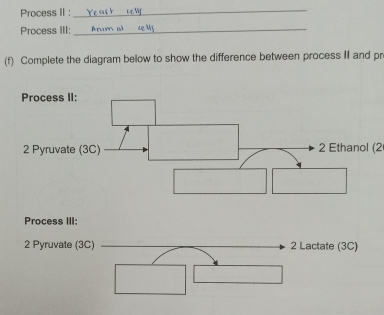 Process II :_ 
Process III:_ 
(f) Complete the diagram below to show the difference between process II and pr 
2 Ethanol (2 
Process III: 
2 Pyruvate (3C) 2 Lactate (3C)