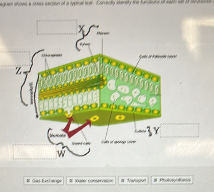 Solved: agram shows a cross section of a typical leal. Correctly ...