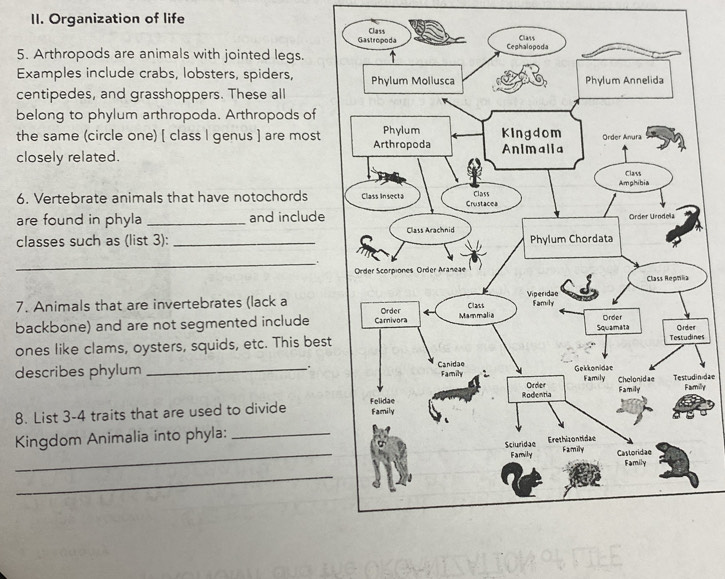 Organization of life 
Gastropoda Class Class 
Cephalopoda 
5. Arthropods are animals with jointed legs. 
Examples include crabs, lobsters, spiders, Phylum Mollusca Phylum Annelida 
centipedes, and grasshoppers. These all 
belong to phylum arthropoda. Arthropods of 
the same (circle one) [ class I genus ] are most Arthropoda Phylum Kingdom Order Anura 
closely related. Animalia 
Amphibia Class 
6. Vertebrate animals that have notochords Class Insecta Crustacea Class 
are found in phyla _and include Order Urodela 
classes such as (list 3): _Class Arachnid Phylum Chordata 
_. 
Order Scorpiones Order Araneae 
Class Repmla 
7. Animals that are invertebrates (lack a Order Class Viperidae Family 
backbone) and are not segmented include Carnivora Mammalia Squamata Order Order 
ones like clams, oysters, squids, etc. This best Testudines 
. 
describes phylum _Canidae Gekkonidae 
Family Family Chelonidae Testudinidae 
Rodentia Order Family 
8. List 3-4 traits that are used to divide Felidae Family Familly 
_ 
Kingdom Animalia into phyla:_ 
Sciuridae Erethizontidae 
Family Family 
Castoridae 
Family 
_