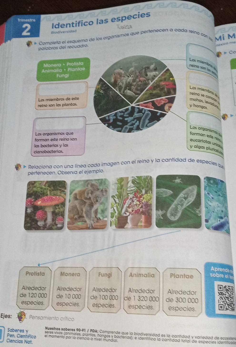 Identifico las especies 
Trimestre 
2 Biodiversidad 
* Completa el esquema de los organismos que pertenecen a cada reino co MÍ M 
palabras del recuadro. 
téxico me 
C 
Los miembro 
Monera + Protista 
reino son lor 
* Animalia · Plantae 
Fungi 
Los miembros de 
reino se conoce 
Los miembros de este 
mohos, levadum 
reino son las plantas. 
y hongos. 
Los organísmas qu 
Los organismos que 
forman este rein 
forman este reino son 
eucariotas unical 
las bacterías y las 
y algas pluricel 
cianobacterias. 
Relaciona con una línea cada imagen con el reino y la cantidad de especies que 
pertenecen. Observa el ejemplo. 
Aprende 
Protista Monera Fungi Animalia Plantae sobre el 
Alrededor Alrededor Alrededor Alrededor Alrededor 
de 120 000 de 10 000 de 100 000 de 1 320 000 de 300 000
especies. especies. especies. especies. especies. 
Ejes: Pensamiento crítico 
Nuestros saberes 90-91 / PDA; Comprende que la biodiversidad es la cantidad y variedad de ecosistem 
Saberes y seres vivos (animales, plantas, hongós y bacterías); e identifica la cantidad total de especies identificada 
Pen. Científico el momentó por la ciencía a nivel mundial. 
Ciencias Nat.