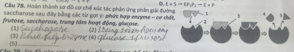 x^2x^4+c+P
D. E+Sto EP_1P_2to E+P
Câu 78. Hoàn thành sơ đồ cơ chế xúc tác phản ứng phân giải đường 1 3 4 5
saccharose sau đây bằng các từ gợi ý: phức hợp enzyme - cơ chất, 2
frutose, saccharose, trung tâm hoạt động, glucose.
(1) _(2)_
(3)_
(4)_
(5)_