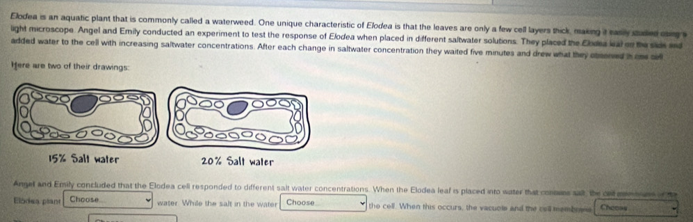 Elodea is an aquatic plant that is commonly called a waterweed. One unique characteristic of Elodea is that the leaves are only a few cell layers thick, making it easly saded osig s 
light microscope. Angel and Emily conducted an experiment to test the response of Elodea when placed in different saltwater solutions. They placed the Elodea kal on the sids and 
added water to the cell with increasing saltwater concentrations. After each change in saltwater concentration they waited five minutes and drew what they otmerved i one cel 
Here are two of their drawings:
15% Salt water 
Angel and Emily concluded that the Elodea cell responded to different sait water concentrations. When the Elodea leaf is placed into water that consuns sat, the cen mmeee of ta 
Elodea plant Choose water. While the salt in the water Choose the cell. When this occurs, the vacuole and the cell membreee Cheeas