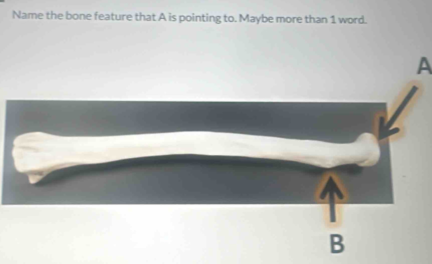 Name the bone feature that A is pointing to. Maybe more than 1 word. 
A