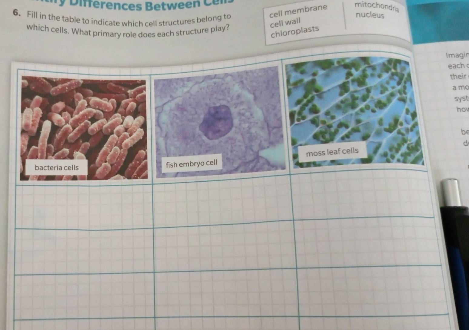 ifferences Between C r 
6. Fill in the table to indicate which cell structures belong to 
cell membrane mitochondria 
nucleus 
cell wall 
which cells. What primary role does each structure play? 
chloroplasts 
Imagin 
each 
their 
a mo 
syst 
hov 
be 
d