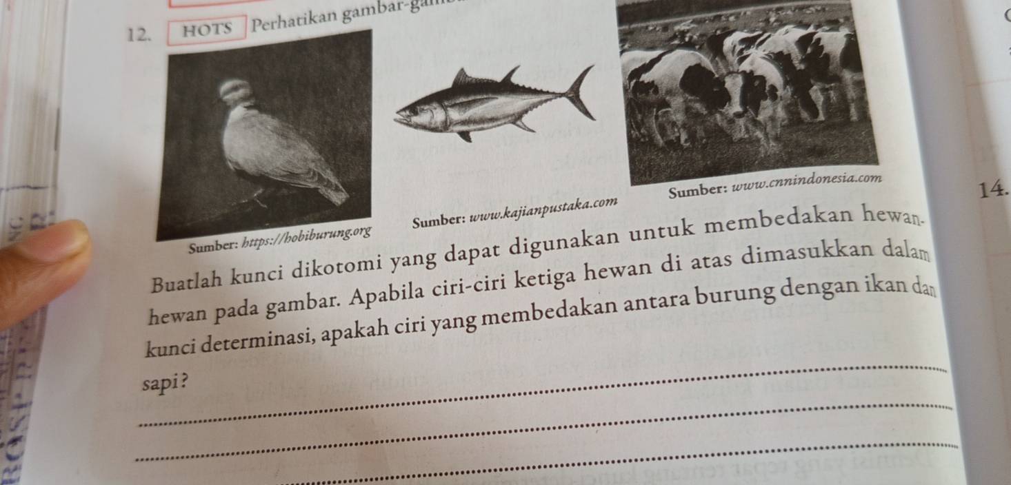 Perhatikan gambar-ganl 
Su Sumber: www.kajianpustaka.c 
14. 
Buatlah kunci dikotomi yang dapat digunakan untuk membedakan hewan 
hewan pada gambar. Apabila ciri-ciri ketiga hewan di atas dimasukkan dalam 
_ 
kunci determinasi, apakah ciri yang membedakan antara burung dengan ikan dan 
_ 
sapi ? 
_