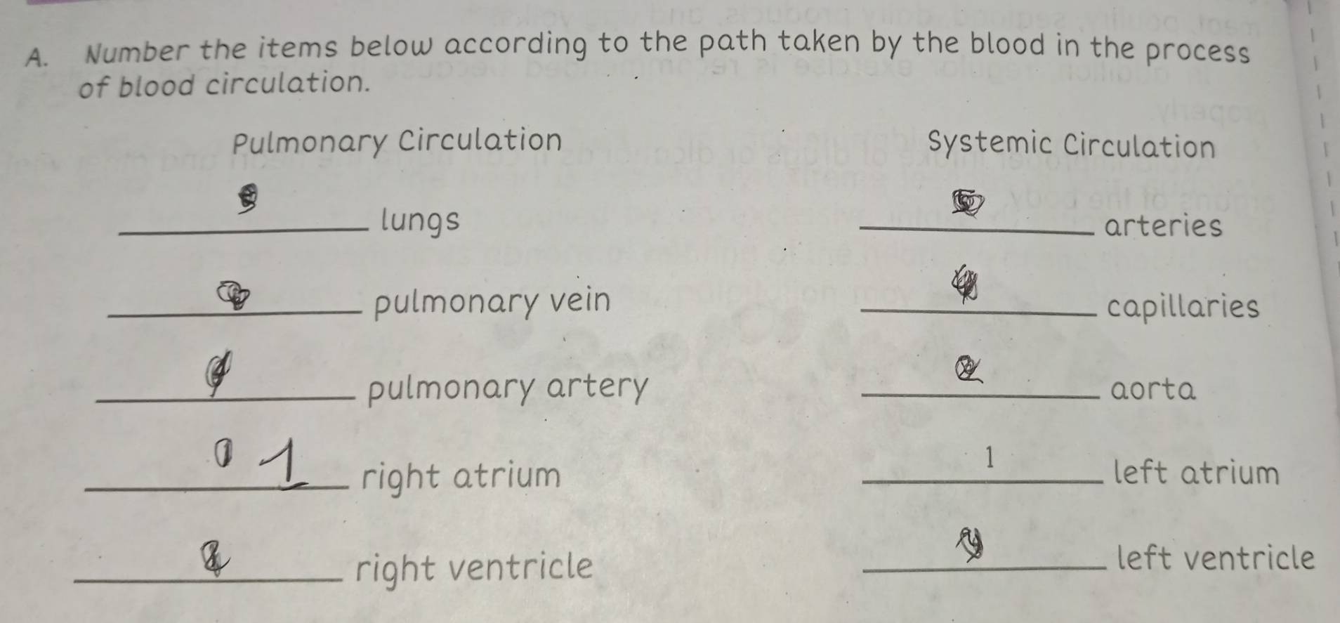 Number the items below according to the path taken by the blood in the process 
of blood circulation. 
Pulmonary Circulation Systemic Circulation 
lungs arteries 
pulmonary vein capillaries 
pulmonary artery aorta
σ _  1
right atrium left atrium
8 left ventricle 
right ventricle