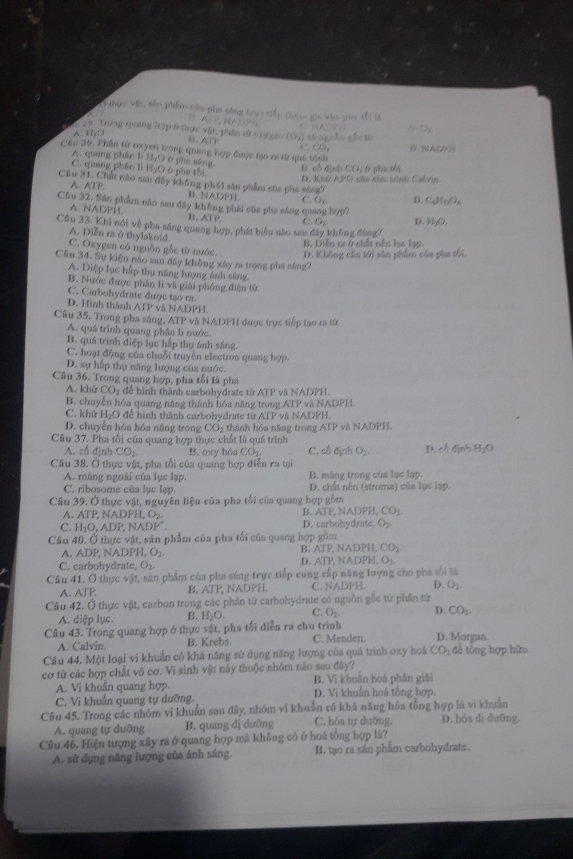 thực vậi, sên phẩm của pho sáng trực tiếp tham gic vào pho tối là
A     B  A       
( 29. Trong quang hợp ở thực vật, phản tử cry gan (Oy) số ngưồn gồc tả
A. H₂O
B. ATP
Cêu 30. Thần từ oxyen trong quang hợp được tạo rs từ quả trình C. CO, D. NAEPH
A. quang phân lì H₂O ở phụ sáng
C. quang phần lì H₂O ở pha tổ4
B. cổ định CO, 6 pha thị.
D, Khứ APG củc chu trính Calvip
Cầu 31. Chấi nào sau đây không phái sản phẩm của pha sáng D. CAl_12O_6
A. ATP B. NADPH. f ∴ O_2
Cầu 32. Sân phẩm nào sau đây không phải của pha sáng quan hend D. H_2O.
A. NADPÍL B. ACP. C. D_1
Cầu 33. Khi nói về pha sáng quang hợp, phát biểu nào sau đây không đông
A. Diễn raởthylakoid.
B. Diễn ra ở chất nên lục lạp.
C. Oxygen có nguồn gắc từ nước D. Không cần tới sản phẩm của pha tối,
Cầu 34. Sự kiện nào sau đây không xây ra trong pha sáng?
A. Diệp lục hấp thụ năng lượng ánh sáng
B. Nước được phân lì và giải phóng điện từ
C. Carbohydrate được tạo ra
D. Hình thành ATP
* và NADPH.
Câu 35. Trong pha sáng, ATP và NADPH được trực tiếp tạo ra từ
A. quá trình quang phân li nước
B. quá trình diệp lục hắp thụ ánh sáng
C. hoạt động của chuỗi truyền electron quang hợp.
D. sự hấp thụ năng lượng của nước.
Câu 36. Trong quang hợp, pha tối là pha
A. khứ CO_2 để hình thành carbohydrate từ ATP và NADPH.
B. chuyến hóa quang năng thành hóa năng trong ATP và NADPH
C. khử H₂O để hình thành carbohydrate từ ATP và NADPH.
D. chuyển hóa hóa năng trong CO_2 thành hóa năng trong ATP và NADPH.
Câu 37. Pha tối của quang hợp thực chất là quá trình D. ch A(n) η H_2O
A. cố định CO_2 B. oxy hóa CO_2 C. cổ định O_2
Câu 38. Ở thực vật, pha tối của quang hợp điễn ra tại
A. màng ngoài của lục lạp B. mång trong của lục lạp.
C. ribosome của lục lạp. D. chất nên (stroma) của lục lạp.
Câu 39. Ở thực vật, nguyên liệu của pha tối của quang hợp gồm
A. ATP. N/ ADPH I, Ö2
B. ATP,NADPH,CO_1
C. H_2O,ADP,NADP^+. D. carbohydrate, Q a 
Câu 40. Ở thực vật, sản phẩm của pha tối của quang hợp gồm
A. ADP,NADPH,O_2.
B. ATP,NADPH,CO_2
D. ATP,NADPH,O_2
C. carbohydrat.O_2
Câu 41. Ở thực vật, sản phẩm của pha sáng trực tiếp cung cấp năng lượng cho pha tối là
A. ATP. B. A(P, NADPH. C. NADPH. D. O_2.
Câu 42. Ở thực vật, carbon trong các phân tứ carbohydrate có nguồn gốc từ phần tứ
A. diệp lục. B. H_2O C. O_2. D. CO_2
Câu 43. Trong quang hợp ở thực vật, pha tối diễn ra chu trình D. Morgan.
A. Calvin. B. Krebs. C. Menden
Câu 44. Một loại vi khuẩn có khả năng sử dụng năng lượng của quá trình oxy hoá CO_2 để tổng hợp hữu
cơ tử các hợp chất vô cơ. Vì sinh vật nảy thuộc nhóm nào sau đây?
A. Vi khuẩn quang hợp. B. Vi khuẩn hoá phân giải
C. Vi khuẩn quang tự dưỡng. D. Vi khuẩn hoá tổng hợp.
Câu 45. Trong các nhóm vi khuẩn sau đây, nhóm vi khuẩn có khả năng hóa tổng hợp là vi khuẩn D. hóa dị duỡng.
A. quang tự dưỡng B. quang dj duỡng C. hóa tự dưỡng
Câu 46. Hiện tượng xây ra ở quang hợp mà không có ở hoá tổng hợp là?
A. sử dụng năng lượng của ánh sáng. B. tạo ra sân phẩm carbohydrate.