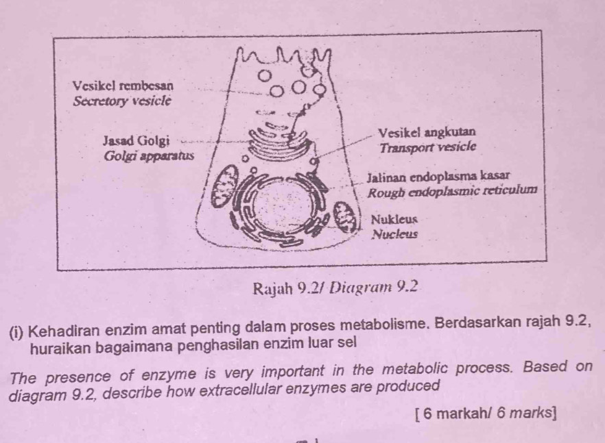 Rajah 9.2/ Diagram 9.2 
(i) Kehadiran enzim amat penting dalam proses metabolisme. Berdasarkan rajah 9.2, 
huraikan bagaimana penghasilan enzim luar sel 
The presence of enzyme is very important in the metabolic process. Based on 
diagram 9.2, describe how extracellular enzymes are produced 
[ 6 markah/ 6 marks]