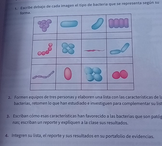 Escribe debajo de cada imagen el tipo de bacteria que se representa según su 
forma. 
2. Formen equipos de tres personas y elaboren una lista con las características de la 
bacterias, retomen lo que han estudiado e investiguen para complementar su list 
3. Escriban cómo esas características han favorecido a las bacterias que son patóg 
nas; escriban un reporte y expliquen a la clase sus resultados. 
4. Integren su lista, el reporte y sus resultados en su portafolio de evidencias.