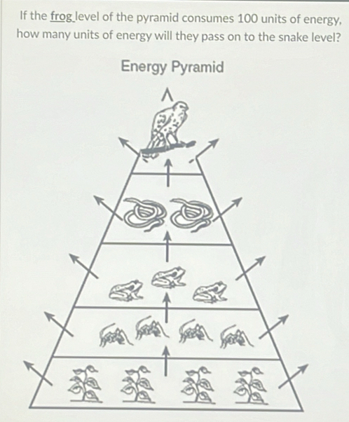 If the frog level of the pyramid consumes 100 units of energy, 
how many units of energy will they pass on to the snake level?