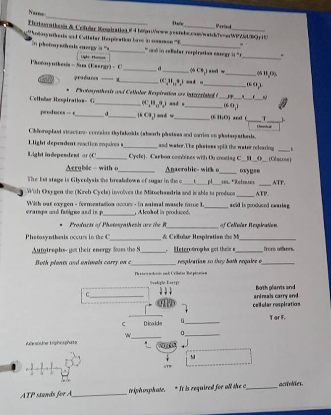 Name
Date Period
Photosynthesis & Cellular Respiration # 4https://www.youtube.com/watch7v=m WPZLUBOYIL _
P hotosynthesis and Cellular Respiration bave in common "K
n photosynthesis energ i  ' _' and in cellular respiration energy 11'' _.
Light Platons
Photosynthesis - Sun (Energy) = __ (6C0,) andy _ (611,0).
they produces_
(C_4H_11θ _6) and o_ (60_2).
Photosynthesis and Cellular Respiration are interrelated ( PP _,
Cellular Respiration- G_ (C_6H_11θ _6) and o_ _ (6O_2) __
produces -- c_ d_ (6C0_2) and w_ 611_2O) and ( __).
Chloroplast structure- contains thylakoids (absorb photons and carries on photosynthesis.
_
Llight dependent reaction requires s_ and water. The photons split the water releasing 1
Light independent or (C_ Cycle). Carbon combines with O2 creating C__H__O__ (Glucose)
Aerobic - with o_ Anaerobic- with o_ oxygen
The 1st stage is Glycolysis the breakdown of sugar in the c _t_ _sm. *Releases _ATP.
With Oxygen the (Kreb Cycle) involves the Mitochondria and is able to produce _ATP.
With out oxygen - fermentation occurs - In animal muscle tissue L_ acid is produced causing
cramps and fatigue and in p_  Alcohol is produced.
Products of Photosynthesis are the R_ of Cellular Respiration.
Photosynthesis occurs in the C_ & Cellular Respiration the M_
Autotrophs- get their energy from the S_  Heterotrophs get their e_ from others.
Both plants and animals carry on c_ respiration so they both require o_
Phatovrathesis and Crilular Respiration
Sualight Knop
Both plants and
C_ animals carry and
cellular respiration
C Dioxide G_
T or F.
W_ 0_
Adenosine triphosphate
M
ATP
 
ATP stands for A_ triphosphate. * It is required for all the c_ activities.