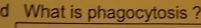 What is phagocytosis ?