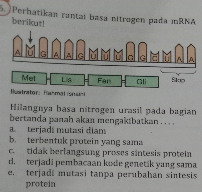 Perhatikan rantai basa nitrogen pada mRNA
berikut!
Hilangnya basa nitrogen urasil pada bagian
bertanda panah akan mengakibatkan . . . .
a. terjadi mutasi diam
b. terbentuk protein yang sama
c. tidak berlangsung proses sintesis protein
d. terjadi pembacaan kode genetik yang sama
e. terjadi mutasi tanpa perubahan sintesis
protein