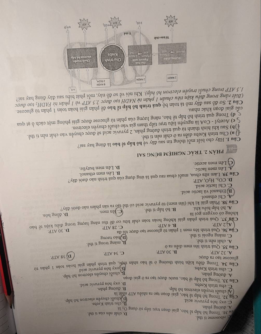 C ribosome ti thể
D. chất nền của ti thể.
S 31. Trong hô hấp tế bào, giai đoạn trực tiếp sử dụng O_2la
A. đường phân.
C. oxy hóa pyruvic acid. Bchu trình Krebs
D. chuỗi chuyên electron hô hấp.
Câu 32. Trong hô hấp tế bào, giai đoạn tạo ra nhiều ATP nhất là
Al chuỗi truyền electron hô hấp.
B. đường phân.
C. chu trình Krebs.
D. oxy hóa pyruvic acid.
Câu 33. Trong hô hấp tế bào, nước được tạo ra ở giai đoạn
A. đường phân,
B. chuỗi chuyền electron hô hấp.
C. chu trình Krebs. D.oxy hóa pyruvic acid
Câu 34. Trong điều kiện bình thường ở tế bào nhân thực, quá trình phân giải hoàn toàn 1 phân tử
glucose tạo ra được
D. 38 ATP.
A. 32 ATP B. 30 ATP. C. 34 ATP.
Câu 35. Quá trình lên men diễn ra ở
A. chất nền ti thể.
B màng trong ti thể.
C. màng ngoài ti thể. Do bào tương
Cậu 36. Quá trình lên men 1 phân tử glucose tạo được tổi đa
A. 2 ATP. B. 4 ATP C. 28 ATP. D. 30 ATP.
Câu 37. Quá trình phân giải không hoàn toàn chất hữu cơ đề thu năng lượng trong điều kiện tế bào
không có oxygen gọi là
A. hộ hấp hiểu khí. B. hô hấp ti thể. C. lên men. D. đồng hóa.
Câu 38. Phân giải kị khí (lên men) từ pyruvic acid có thể tạo ra sản phẩm nào dưới đây?
A. Chi ethanol.
B. Ethanol và lactic acid.
C. Chi lactic acid.
D. CO_2,H_2O ,ATP.
Câu 39. Làm sữa chua, muối chua rau quả là ứng dụng của quá trình nào dưới đây?
A. Lên men lactic. B. Lên men ethanol.
C. Lên men acetic. D. Lên men butylic.
-H PHÀN 2. TRÁC NGHIỆM ĐÚNG SAI
Câu 1. Hãy cho biết mỗi thông tin sau đây về hô hấp tế bào là đúng hay sai?
D  a) Chu trình Krebs diễn ra ở chất nền tỉ thể.
()b) Sau khi hình thành từ quá trình đường phân, 2 pyruvic acid sẽ được chuyển vào chất nền ti thể.
S c) Acetyl - CoA là nguyên liệu trực tiếp tham gia vào chuỗi chuyền electron.
d) Trong quá trình hô hấp tế bào, năng lượng của phân tử glucose được giải phóng một cách ồ ạt qua
các giai đoạn khác nhau.
Câu 2. Sơ đồ sau đây mô tả toàn bộ quá trình hô hấp tế bào để phân giải hoàn toàn 1 phân tử glucose.
(Biết rằng trong điều kiện tiêu chuẩn 1 phân tử NADH tạo được 2,5 ATP và 1 phân tử FADH_2 tạo được
1,5 ATP trong chuỗi  nói về sơ đồ này, mỗi phát biểu sau đây đúng hay sai?