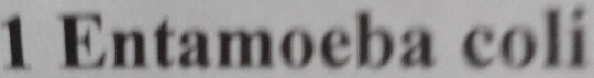 Entamoeba coli