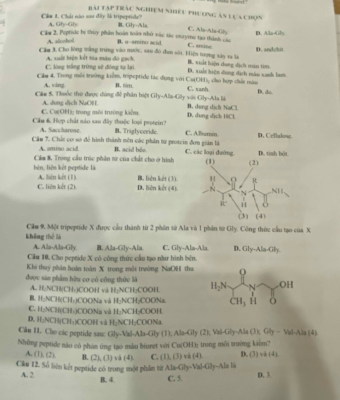 mau biurei''
Bài Tập Trấc nghiệm nhiều phương ản lựa chọn
Câu 1. Chất nào sau đây là tripeptide?
A. Gly-Gly. B. Gly-Ala.
C. Ala-Ala-Gly
Cầu 2, Peptide bị thủy phân hoàn toàn nhờ xúc tác enzyme tạo thánh các D. Ala-Gly.
A. alcohol. B. α-amino acid. C. amine
Câu 3. Cho lòng trắng trưng vào nước, sau đó đun sôi, Hiện tượng xây ra là D. andchit.
A. xuất hiện kết túa mâu đó gạch. B. xuất hiện dung dịch màu tim.
C. lỏng trắng trứng sẽ đông tụ lại. D. xuất hiện dung dịch mâu xanh lam.
Cầu 4. Trong môi trường kiểm, tripeptide tác dụng với Cu(OH) cho hợp chất màu
A. vàng B. tim. D. dó.
C. xanh.
Câu 5. Thuốc thứ được dùng để phân biệt Gly-Ala-Gly với Gly-Ala là
A. dung dịch NaOH B. dung djch NaCl.
C. Cu(OH)₂ trong môi trường kiểm. D. dung djch HCl.
Câu 6. Hợp chất nào sau đây thuộc loại protein?
A. Saccharose. B. Triglyceride. C. Albumin. D. Cellulose.
Câu 7. Chất cơ sở đễ hình thành nên các phân tử protein đơn gián là
A. amino acid. B. acid béo. C. các loại đường. D. tinh bột.
Câu 8. Trong cầu trúc phân tử của chất cho ở hình (1) (2)
bên, liên kết peptide là
A. liên kết (1). B. liên kết (3). H R
C. liên kết (2). D. liên kết (4). N N NH.
R' H
(3) (4)
Câu 9. Một tripeptide X được cầu thành từ 2 phân tử Ala và 1 phân tử Gly. Công thức cấu tạo của X
không thể là
A. Ala-Ala-Gly. B. Ala-Gly-Ala. C. Gly-Ala-Ala. D. Gly-Ala-Gly.
Câu 10. Cho peptide X có công thức cầu tạo như hình bên.
Khi thuỷ phân hoàn toàn X trong môi trường NaOH thu
được sản phẩm hữu cơ có công thức là
A. H_2NCH(CH_3) )CO( un và H_2NCH_2 COOH.
B. H_2NCH(CH_3) COONa và H_2NCH_2 COONa
C. H_2NCH(CH_3) COONa và H_2NCH_2 COOH.
D. H_2NCH(CH_3) CC OH và H_2NCH_2COONa 1
Câu H. Cho các peptide sau: Gly-Val-Ala-Gly (1); Ala-Gly (2); Val-Gly-Ala (3); Gly - Val-Ala (4).
Những peptide nào có phản ứng tạo màu biuret với Cu(OH)_2 trong môi trường kiểm?
A. (1 h(2) B. (2),(3) và (4). C. (1),(3) và (4). D. (3) và (4).
Câu 12. Số liên kết peptide cô trong một phân từ Ala-Gly- Val-Gly-Ala
A. 2. B. 4. C. 5. D. 3.