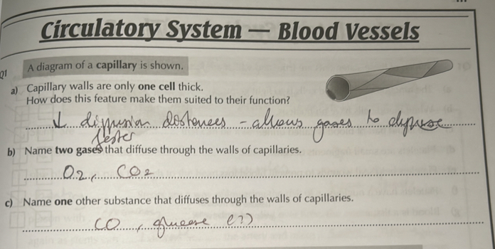 Solved: Circulatory System — Blood Vessels 01 A diagram of a capillary ...