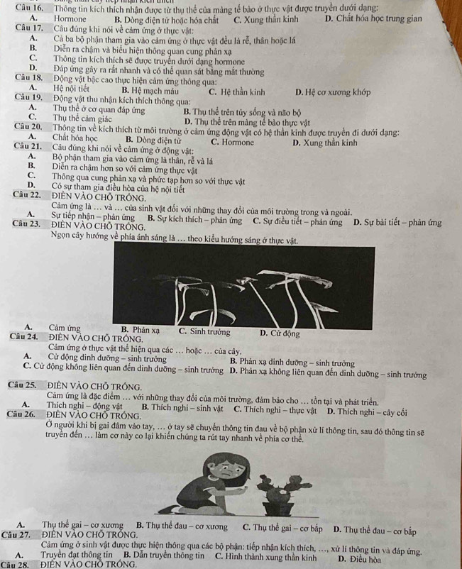 Thông tin kích thích nhận được từ thụ thể của màng tế bào ở thực vật được truyền dưới dạng:
A. Hormone B. Dòng điện tử hoặc hóa chất C. Xung thần kinh D. Chất hóa học trung gian
Câu 17. Câu đúng khi nói về cảm ứng ở thực vật:
A.Cả ba bộ phận tham gia vào cảm ứng ở thực vật đều là rễ, thân hoặc lá
B. Diễn ra chậm và biểu hiện thông quan cung phản xạ
C. Thông tin kích thích sẽ được truyển dưới dạng hormone
D. Đáp ứng gây ra rắt nhanh và có thể quan sát bằng mắt thường
Câu 18. Động vật bậc cao thực hiện cảm ứng thông qua:
A. Hệ nội tiết B. Hệ mạch máu C. Hệ thần kinh D. Hệ cơ xương khớp
Câu 19. Động vật thu nhận kích thích thông qua:
A. Thụ thể ở cơ quan đáp ứng B. Thụ thể trên tủy sống và não bộ
C. Thụ thể cảm giác D. Thụ thể trên màng tế bảo thực vật
Câu 20. Thông tin về kích thích từ môi trường ở cảm ứng động vật có hệ thần kinh được truyền đi dưới dạng:
A. Chất hóa học B. Dòng điện tử C. Hormone
Câu 21. Câu đúng khi nói về cảm ứng ở động vật: D. Xung thần kinh
A. Bộ phận tham gia vào cảm ứng là thân, rễ và lá
B. Diễn ra chậm hơn so với cảm ứng thực vật
C. Thông qua cung phản xạ và phức tạp hơn so với thực vật
D. Có sự tham gia điều hòa của hệ nội tiết
Câu 22. ĐIÊN VÀO CHỐ TRÔNG.
Cảm ứng là ... và ... của sinh vật đổi với những thay đổi của môi trường trong và ngoài.
A.Sự tiếp nhận - phản ứng B. Sự kích thích - phản ứng  C. Sự điều tiết - phản ứng
Câu 23. ĐIÊN VÀO CHÔ TRÔNG. D. Sự bải tiết - phản ứng
Ngọn cây hướng về phía ảnh sáng là ... theo kiểu hướ
A. Cảm ứng D. Cử động
Cầu 24. ĐIÊN VÀO CHỐ TRÔNG,
Cảm ứng ở thực vật thể hiện qua các ... hoặc ... của cây.
A. Cử động dinh dưỡng - sinh trưởng  B. Phản xạ dinh dưỡng - sinh trưởng
C. Cử động không liên quan đến dinh dưỡng - sinh trưởng  D. Phản xạ không liên quan đến dinh dưỡng - sinh trưởng
Cầu 25.  ĐIÊN VÀO CHỗ TRÔNG.
Cảm ứng là đặc điểm ... với những thay đổi của môi trường, đảm bảo cho ... tồn tại và phát triển.
A. Thích nghi - động vật B. Thích nghi - sinh vật C. Thích nghi - thực vật  D. Thích nghi - cây cối
Câu 26. ĐIÊN VÀO CHỐ TRÓNG.
Ở người khi bị gai đâm vào tay, ... ở tay sẽ chuyển thông tin đau về bộ phận xử lí thông tin, sau đó thông tin sẽ
truyền đến ... làm cơ này co lại khiến chúng ta rút tay nhanh về phía cơ thể.
A. Thụ thể gai - cơ xương B. Thụ thể đau - cơ xương  C. Thụ thể gai - cơ bắp  D. Thụ thể đau - cơ bắp
Câu 27. ĐIÊN VÀO CHỐ TRỐNG.
Cảm ứng ở sinh vật được thực hiện thông qua các bộ phận: tiếp nhận kích thích, ..., xử lí thông tin và đáp ứng.
A. Truyền đạt thông tin B. Dẫn truyền thông tin C. Hình thành xung thần kinh D. Điều hòa
Cầi 28 ĐIÊN VàO CHỗ TRÓNG.