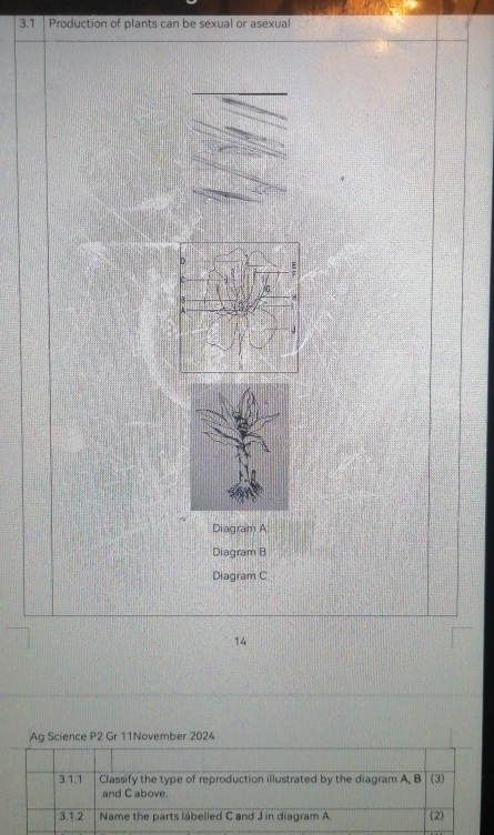 3.1 |Production of plants can be sexual or asexual 
Diagram A 
Diagram B 
Diagram C 
14 
Ag Science P2 Gr 11November 2024