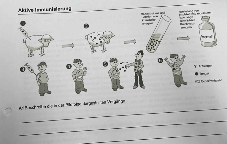 A1 Beschreibe die in der Bildfolge dargestellten Vorgänge. 
_ 
_