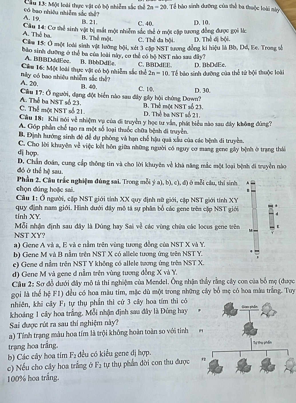 Một loài thực vật có bộ nhiễm sắc thể 2n=20 b. Tế bào sinh dưỡng của thể ba thuộc loài này
có bao nhiêu nhiễm sắc thể?
A. 19. B. 21. C. 40.
D. 10.
Câu 14: Cơ thể sinh vật bị mất một nhiễm sắc thể ở một cặp tương đồng được gọi là:
A. Thể ba. B. Thể một. C. Thể đa bội. D. Thể dị bội.
Câu 15: Ở một loài sinh vật lưỡng bội, xét 3 cặp NST tương đồng kí hiệu là Bb, Dd, Ee. Trong tế
bào sinh dưỡng ở thể ba của loài này, cơ thể có bộ NST nào sau đây?
A. BBBDddEee. B. BbbDdEe. C. BBDdEE. D. BbDdEe.
Câu 16: Một loài thực vật có bộ nhiễm sắc thể 2n=10. Tế bào sinh dưỡng của thể tứ bội thuộc loài
này có bao nhiêu nhiễm sắc thể?
A. 20. B. 40.
C. 10. D. 30.
Câu 17: Ở người, dạng đột biến nào sau đây gây hội chứng Down?
A. Thể ba NST số 23. B. Thể một NST số 23.
C. Thể một NST số 21. D. Thể ba NST số 21.
Câu 18: Khi nói về nhiệm vụ của di truyền y học tư vấn, phát biểu nào sau đây không đúng?
A. Góp phần chế tạo ra một số loại thuốc chữa bệnh di truyền.
B. Định hướng sinh đẻ để dự phòng và hạn chế hậu quả xấu của các bệnh di truyền.
C. Cho lời khuyên về việc kết hôn giữa những người có nguy cơ mang gene gây bệnh ở trạng thái
dị hợp.
D. Chần đoán, cung cấp thông tin và cho lời khuyên về khả năng mắc một loại bệnh di truyền nào
đó ở thế hệ sau.
Phần 2. Câu trắc nghiệm đúng sai. Trong mỗi ý a), b), c), d) ở mỗi câu, thí sinh A
chọn đúng hoặc sai. B
Câu 1: Ở người, cặp NST giới tính XX quy định nữ giới, cặp NST giới tính XY
quy định nam giới. Hình dưới đây mô tả sự phân bố các gene trên cặp NST giới
a
tính XY.
d
Mỗi nhận định sau đây là Đúng hay Sai về các vùng chứa các locus gene trên M E
NST XY?
a) Gene A và a, E và e nằm trên vùng tương đồng của NST X và Y.
b) Gene M và B nằm trên NST X có allele tương ứng trên NST Y.
e
x
c) Gene d nằm trên NST Y không có allele tương ứng trên NST X.
d) Gene M và gene d nằm trên vùng tương đồng X và Y.
Câu 2: Sơ đồ dưới đây mô tả thí nghiệm của Mendel. Ông nhận thấy rằng cây con của bố mẹ (được
gọi là thế hệ F1) đều có hoa màu tím, mặc dù một trong những cây bố mẹ có hoa màu trắng. Tuy
nhiên, khi cây F_1 tự thụ phần thì cứ 3 cây hoa tím thì có
khoảng 1 cây hoa trắng. Mỗi nhận định sau đây là Đúng hay
Sai được rút ra sau thí nghiệm này?
a) Tính trạng màu hoa tím là trội không hoàn toàn so với tính 
trạng hoa trắng.
b) Các cây hoa tím F_2 đều có kiều gene dị hợp.
c) Nếu cho cây hoa trắng ở F_2 tự thụ phần đời con thu được 
100% hoa trắng.