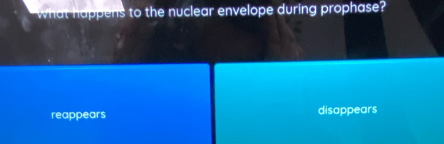 what happens to the nuclear envelope during prophase?
reappears disappears