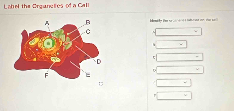 Label the Organelles of a Cell 
Identify the organelles labeled on the cell 
A 
B 
C 
D 
E 
F