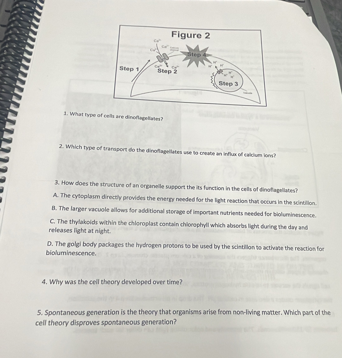 What type of cells are dinoflagellates?
2. Which type of transport do the dinoflagellates use to create an influx of calcium ions?
3. How does the structure of an organelle support the its function in the cells of dinoflagellates?
A. The cytoplasm directly provides the energy needed for the light reaction that occurs in the scintillon.
B. The larger vacuole allows for additional storage of important nutrients needed for bioluminescence.
C. The thylakoids within the chloroplast contain chlorophyll which absorbs light during the day and
releases light at night.
D. The golgi body packages the hydrogen protons to be used by the scintillon to activate the reaction for
bioluminescence.
4. Why was the cell theory developed over time?
5. Spontaneous generation is the theory that organisms arise from non-living matter. Which part of the
cell theory disproves spontaneous generation?